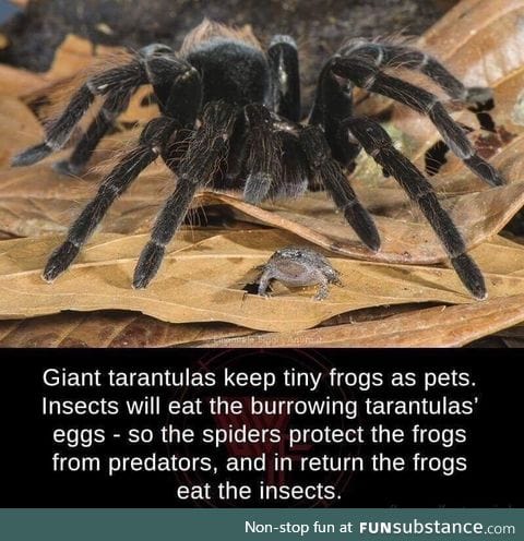 Tarantulas keeps frogs as pets