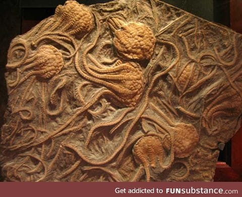 Fossilized crinoids from the Kansas ocean of the Cretaceous Period