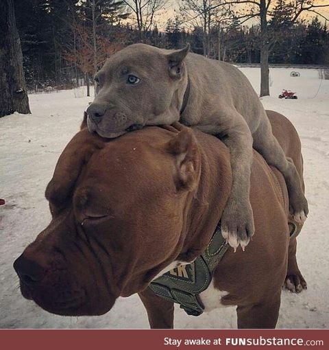 epic mount