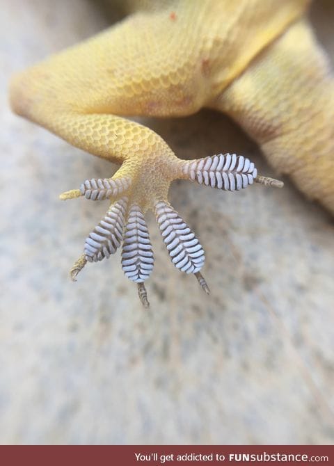 Gecko pads