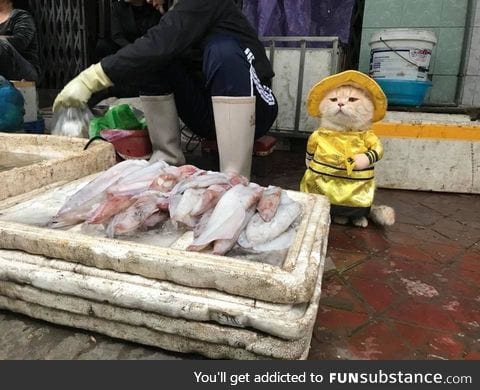 Surveying Fish market like.