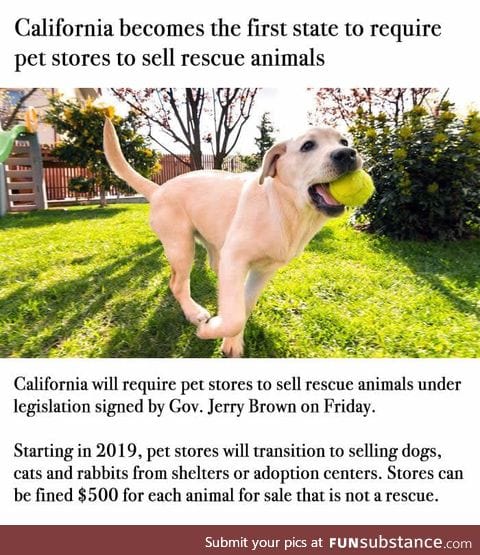 Sales from puppy mills are banned in California. Faith in humanity restored!