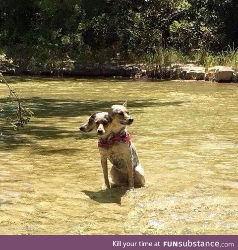 Dog moved while taking a panorama and now they're Cerberus