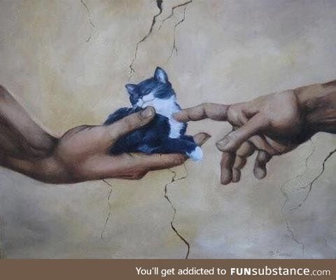 The hand of meow