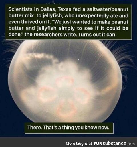 Peanut butter jellyfish