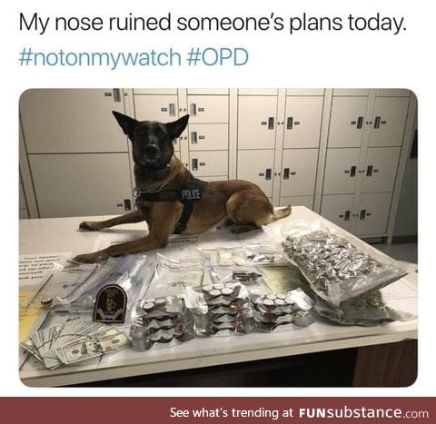 Who's a good boy?