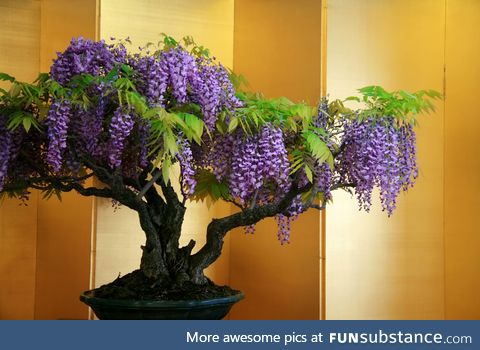 Wisteria bonsai