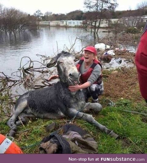 Donkey smiles after being rescued from flood in Ireland