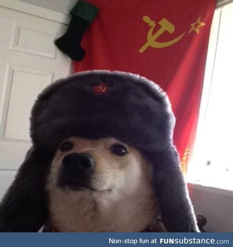 Slav doggo is here, you may ignore the shitposts