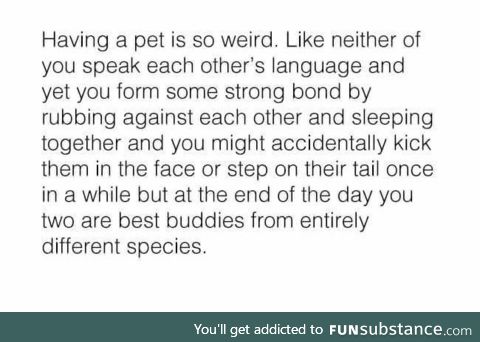 Having a pet is awesome