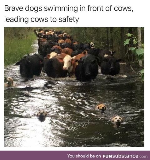 Leaders