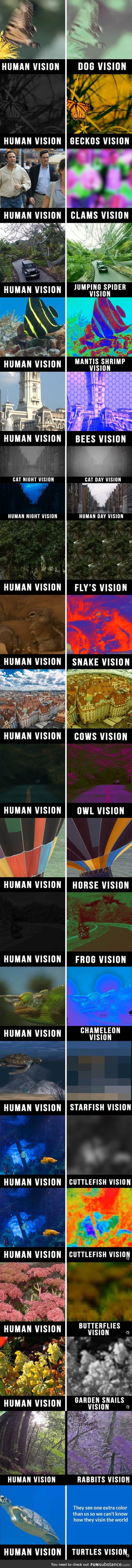 How we vision the world VS how other animals do