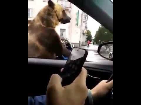 Bear sitting In traffic then asks for horn