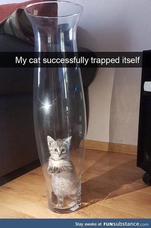 Cat trap