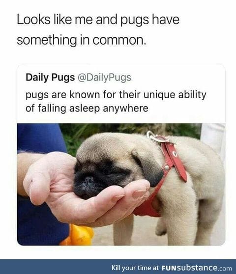 Something in common with pugs