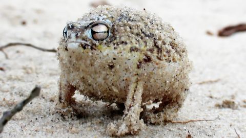 Angry squeaking frog - super cute animal