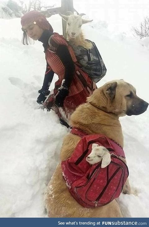 A Turkish shepherd girl carries a newborn goat and its mother with her dog