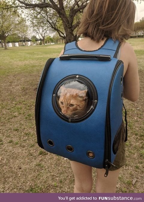 A cat backpack at the park