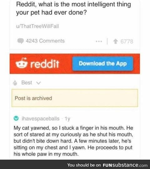 Smart cat