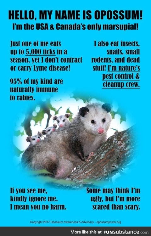 Opossums are friends