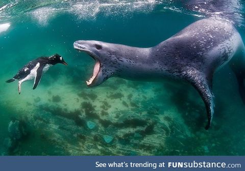 PsBattle: This leopard seal snacking on a penguin