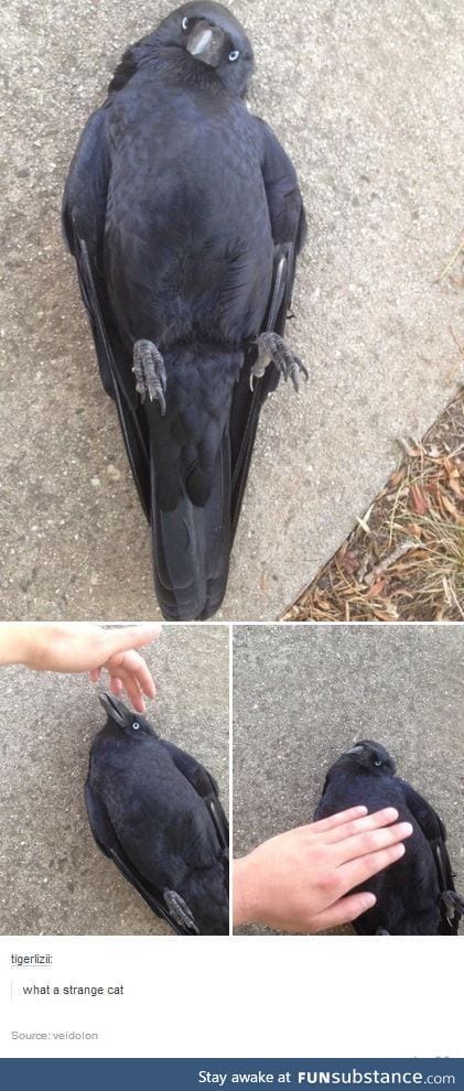 A strange cat