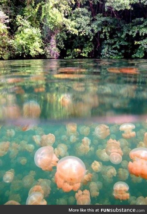 This lake full of jellyfish