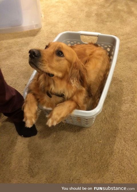 "hooman, look.. i'm a cat!"