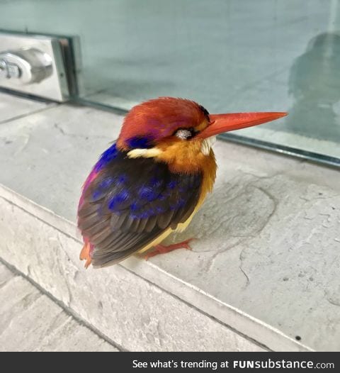 The oriental dwarf kingfisher