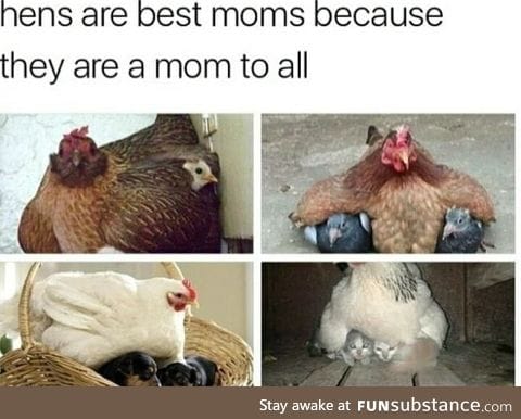 Hens are great moms