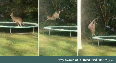 Pretty sure this was his first time on a trampoline