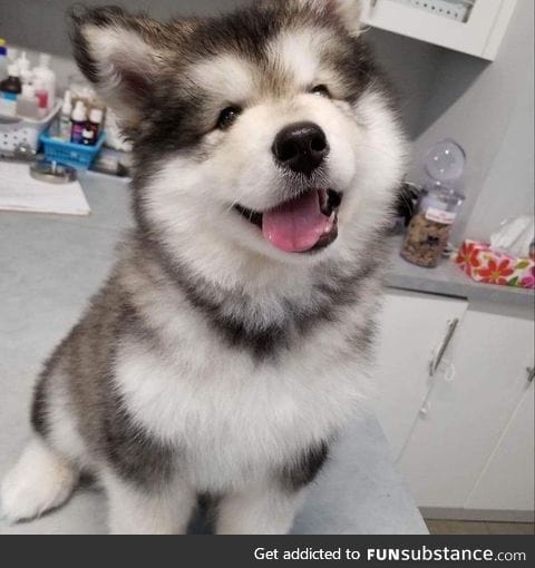 "going to the vet wasn't that bad :)"