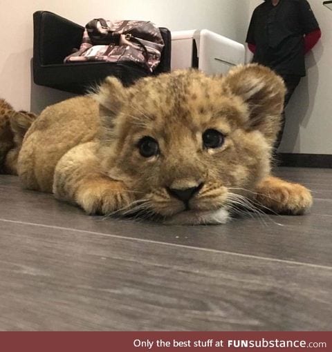 *roarr*
