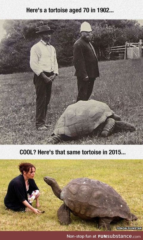 Giant tortoise