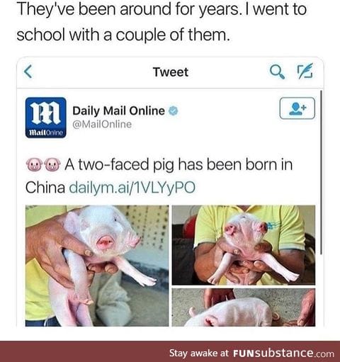 2 faced pig
