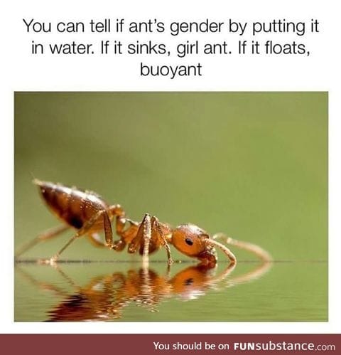 Tell an ant's gender