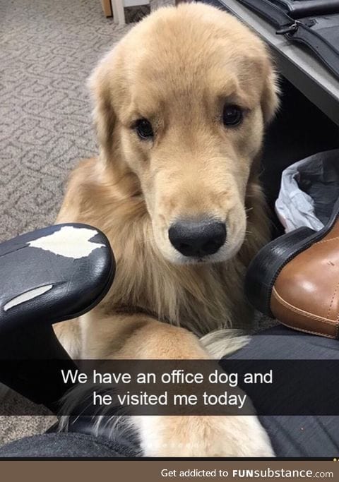 Good visitor