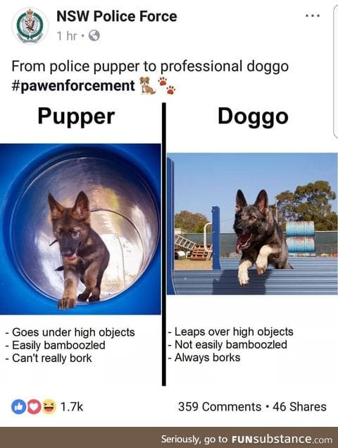 Pupper improvement