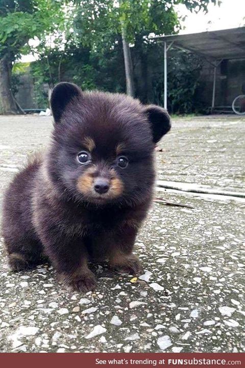 "fear me hooman! i'm a big bear! *roar* "