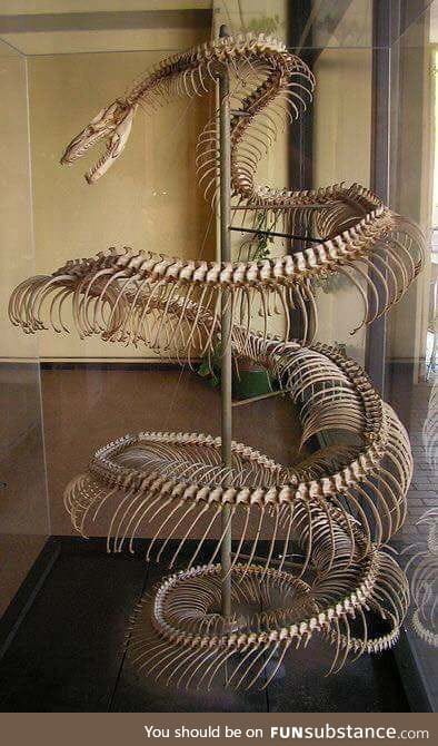 29-foot anaconda skeleton