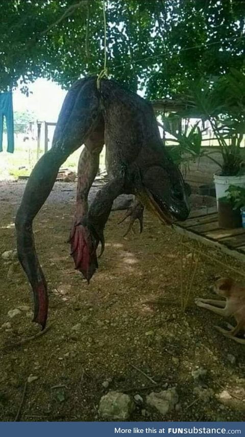 A big ass pepe measuring more than 3 meters was caught in paraguay river