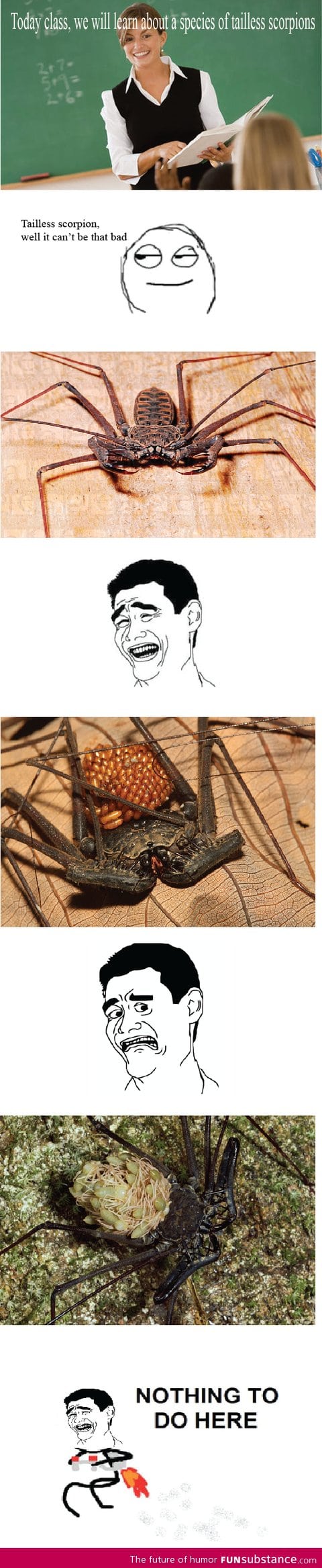Tailless scorpions. NOPE NOPE NOPE