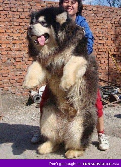 Half lion, half bear. The tibetan mastiff dog