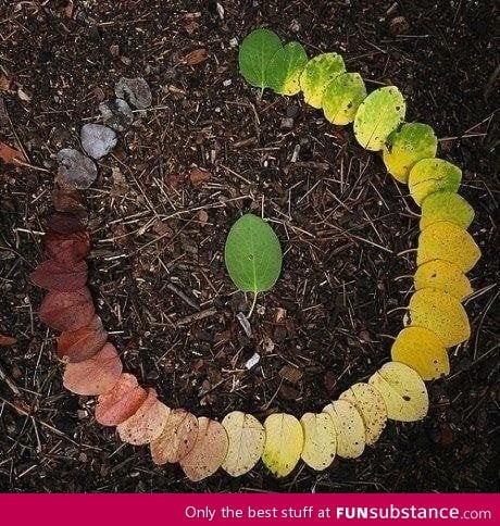 Life cycle of a leaf