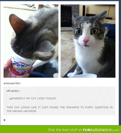 Cats are wierd