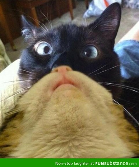 The catbeard