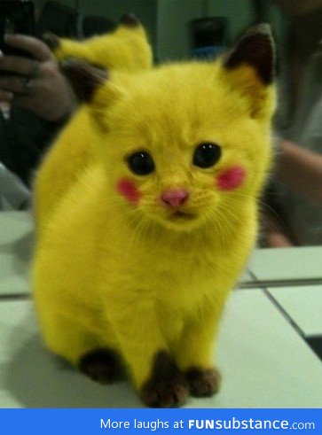 Pikacat