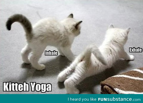 Yoga kittens
