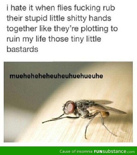 Those damn flies