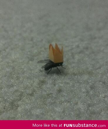 Lord of the flies
